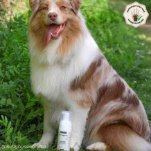 Mousse Lavante Chat & Chien Bio