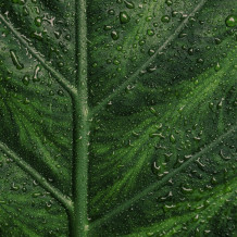 SÉRUM LOCAL ANTI-IMPERFECTIONS